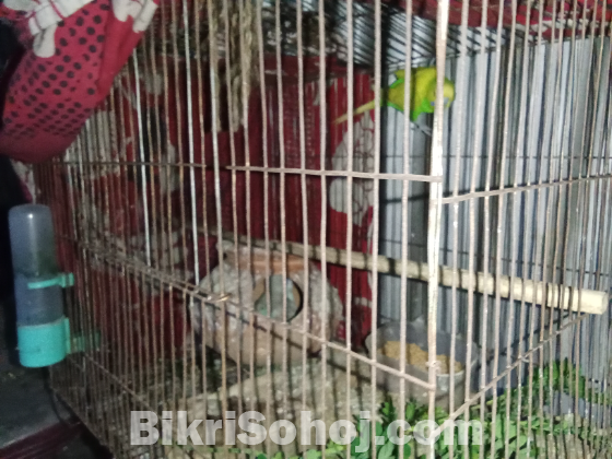 বাজিগর পাখি